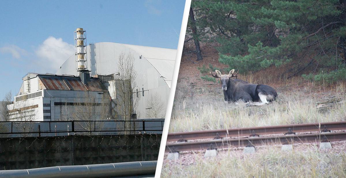 35 Years On, The Chernobyl Exclusion Zone Has Become Home To Rare And Endangered Species