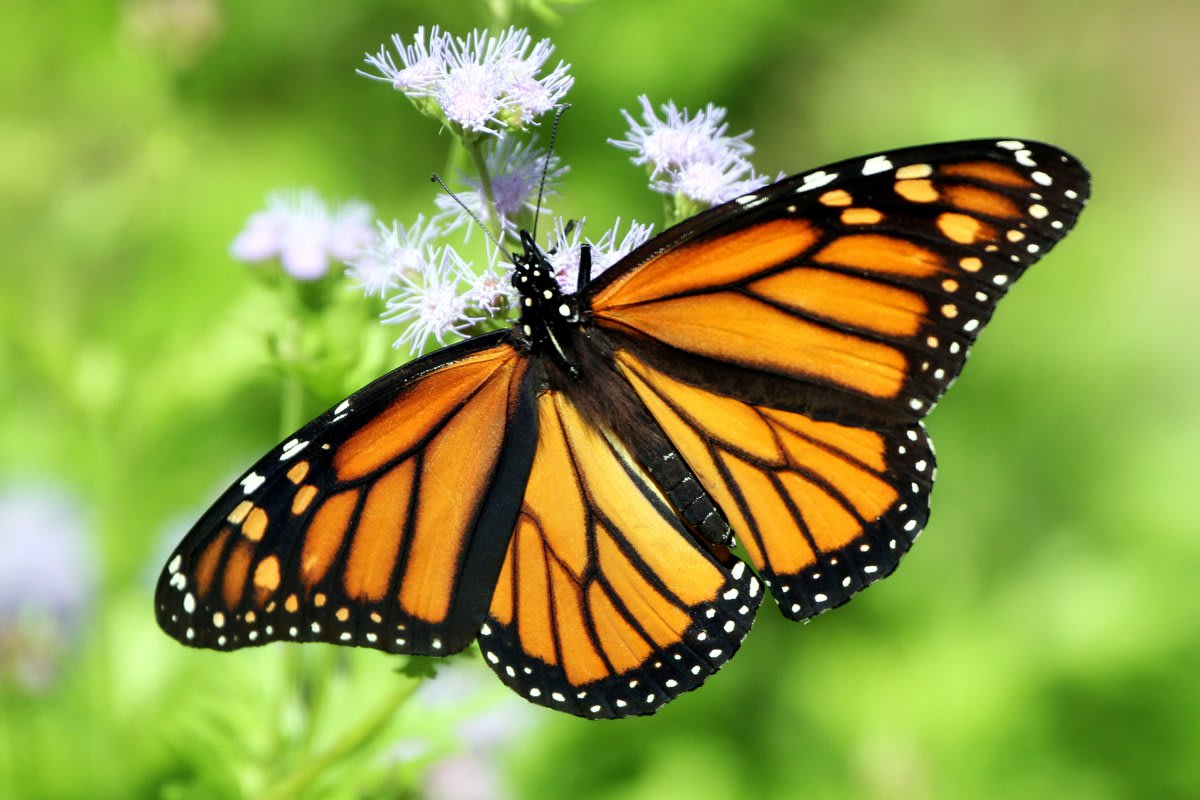 Climate Change Is Decimating Monarch Populations, Research Shows