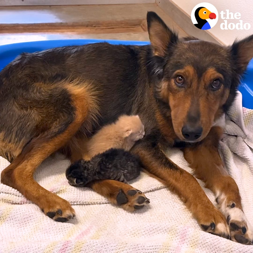Dog who lost her puppies starts nursing a litter of kittens — and carries her favorite one around in her mouth 💕