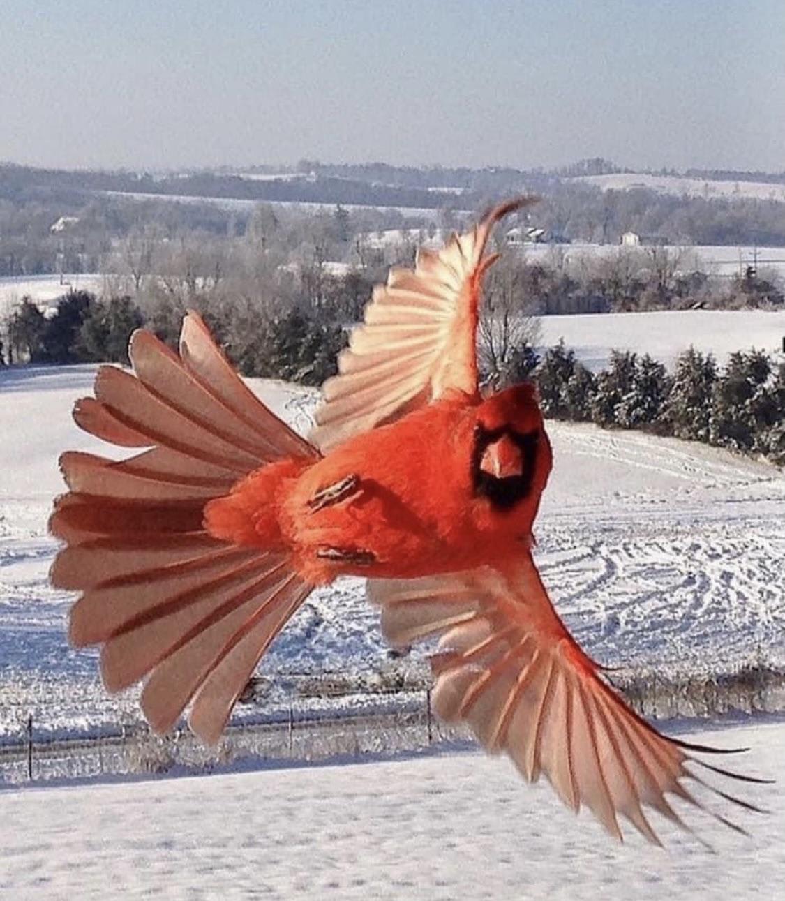 Cardinal showing off.