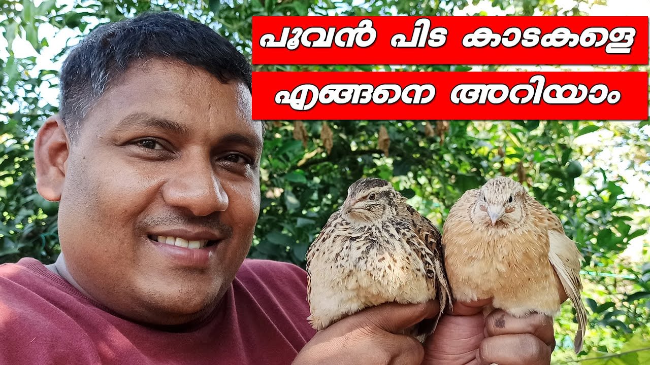 Differences Between a Male & a Female Quail II What is the difference between male and female quail