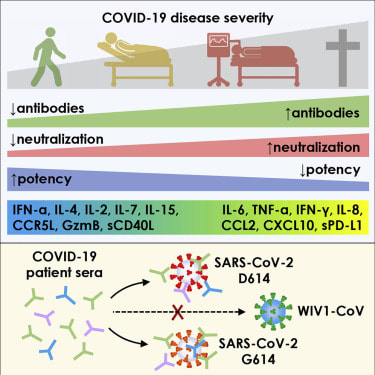 COVID-19-neutralizing antibodies predict disease severity and survival