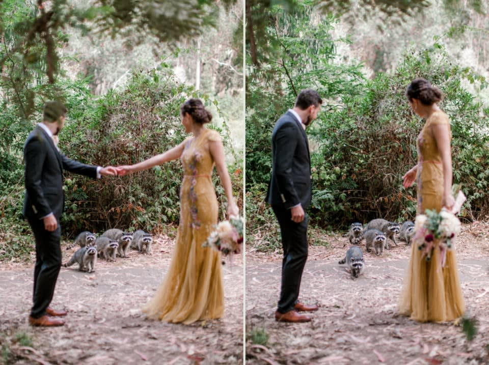 A family of racoon photobombed a wedding photoshoot