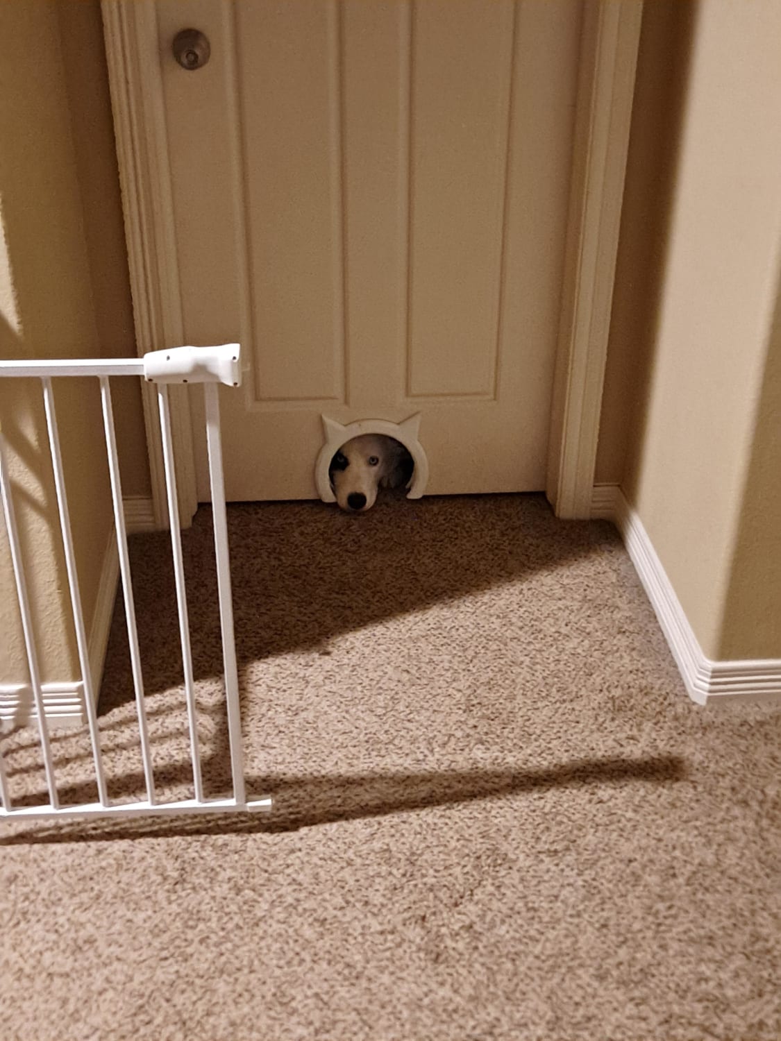 We got these cat doors for our bedrooms, and Charlie is very annoyed that he can't fit through (or hang out with mom while she's eating a midnight snack).