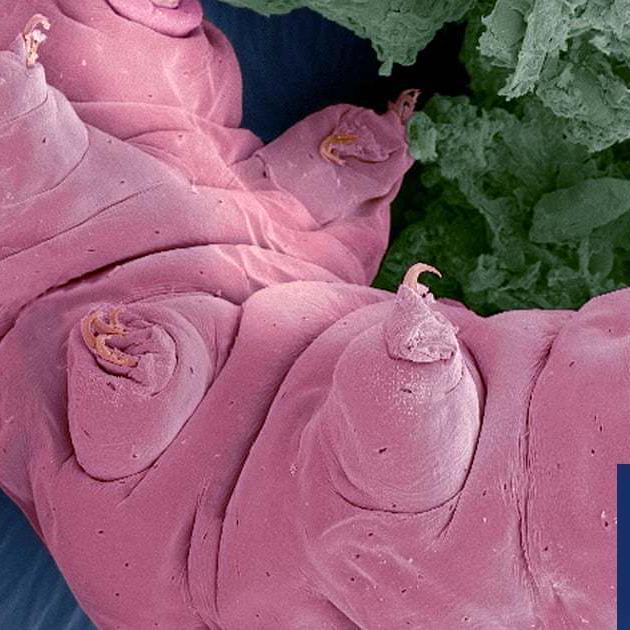 Antarctica expedition yields remains of tiny, ancient 'water bears'