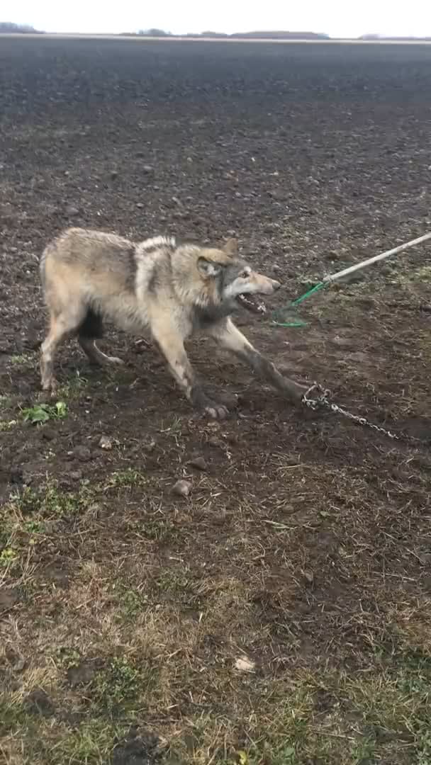 Saving a trapped timber wolf.