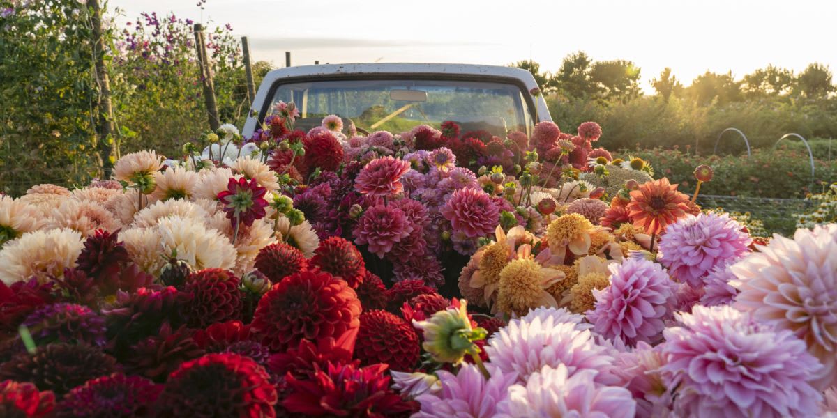 Take Photos That Will Make Your Garden the Envy of Instagram