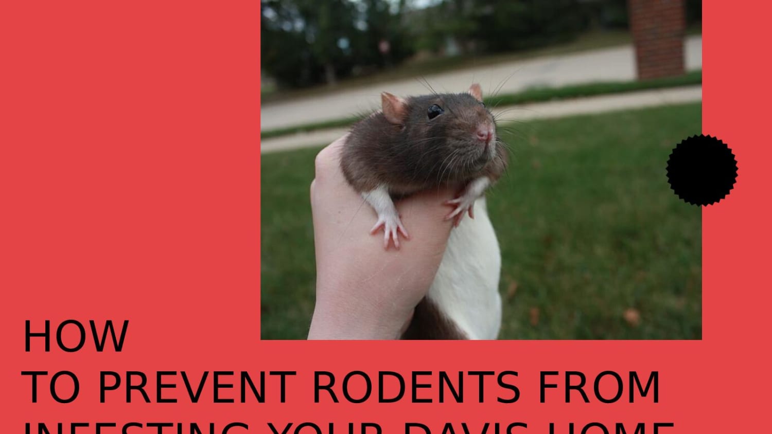How To Prevent Rodents From Infesting Your Davis Home