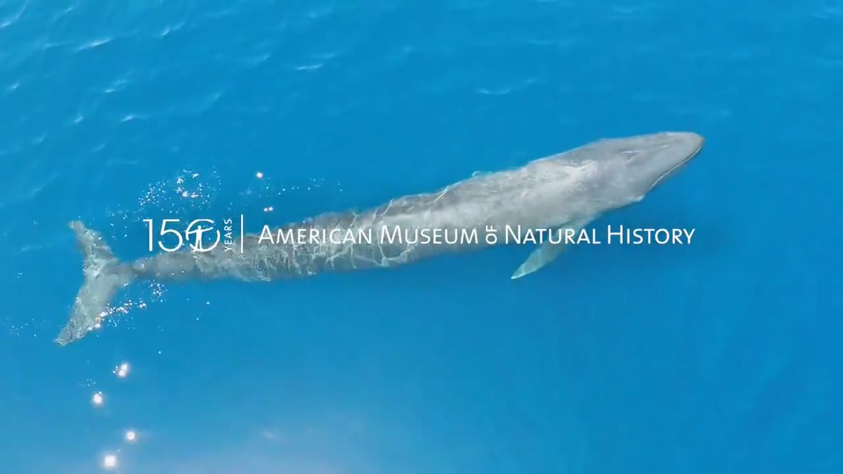 New video series: Meet the largest animal that ever lived—the blue whale! Scientists are studying it to understand how it evolved to such a large size & what lessons it might hold for protecting the species in the future. Watch part one of four of Giants of the Sea ⬇️ 🐋