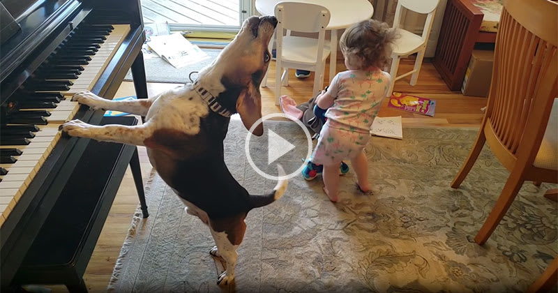 This Baby Dancing to a Piano Playing Dog Will Save Us All