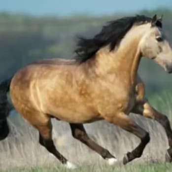 'Trigger-happy' hunter killed beloved buckskin horse, owner believes