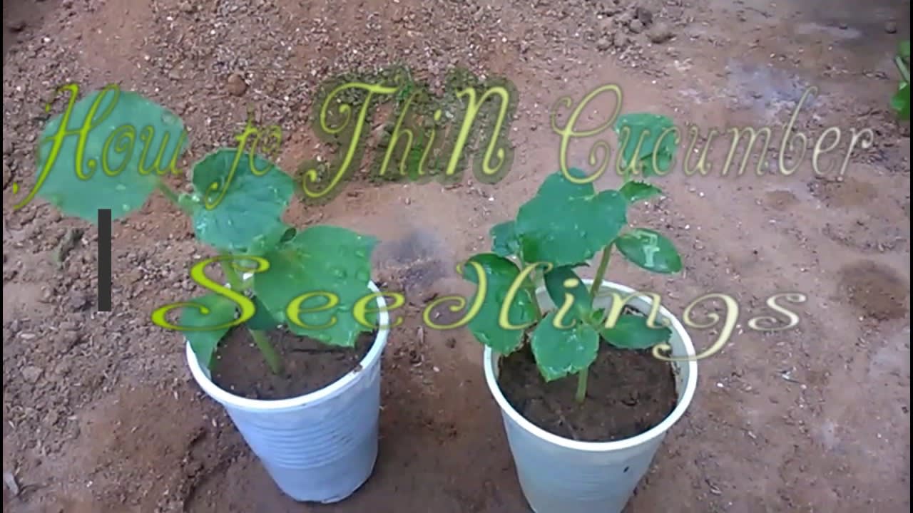 How to Thin Cucumber seedlings