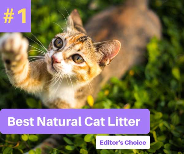 5 Best Natural Cat Litter Biodegradable in 2020