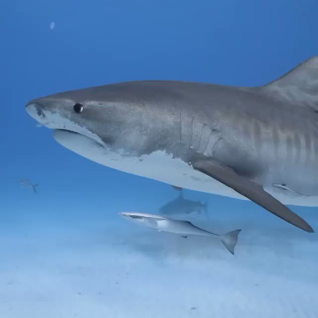 That’s a real close encounter with a shark  (IG-dante.fl, szjanko)