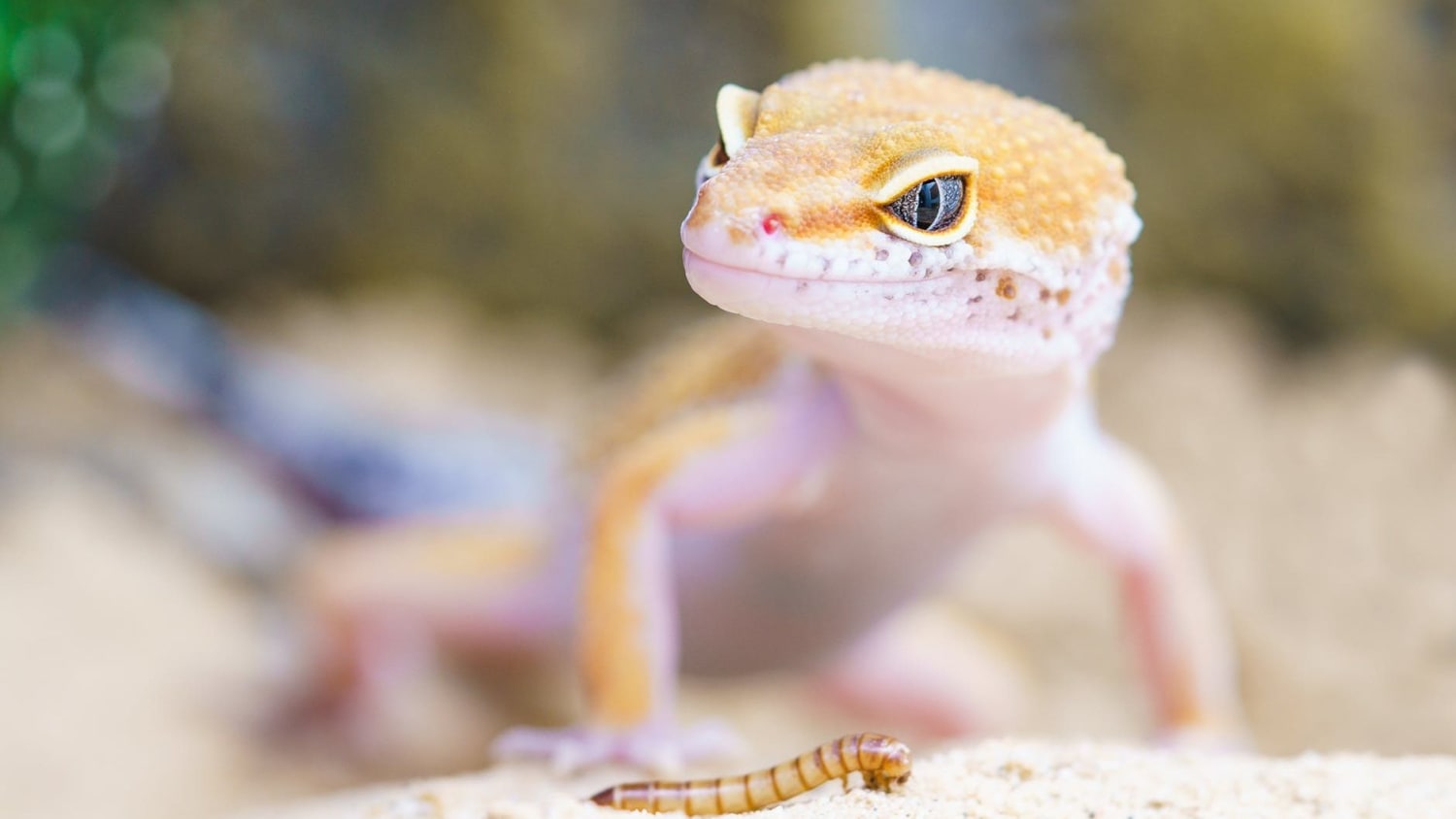 Meet the first genetically modified reptiles