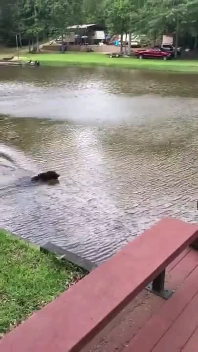 Dogs panic and rescue as owner falls into the lake