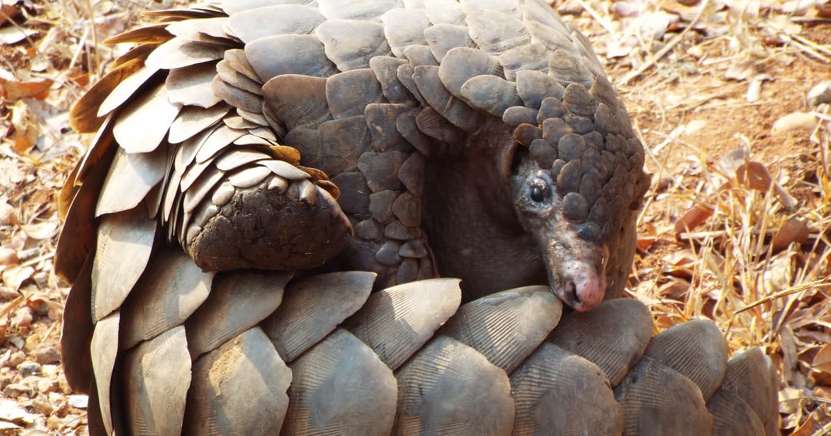 Pangolins: What are they and why are they linked to Covid-19?