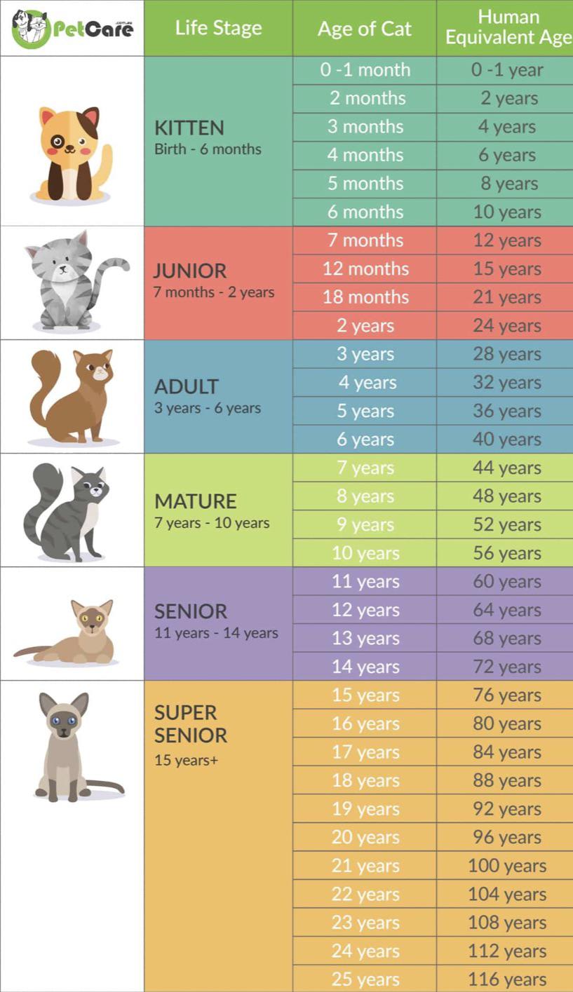Cat age to human age guide