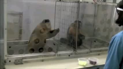 Fairness experiment with capuchin monkeys, reactions of two monkeys getting a different reward for the same work