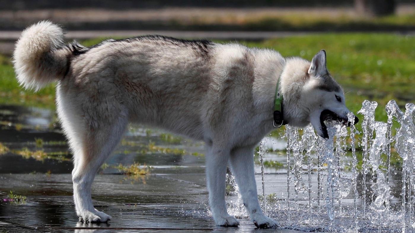 Dogs are working to save the world's endangered species