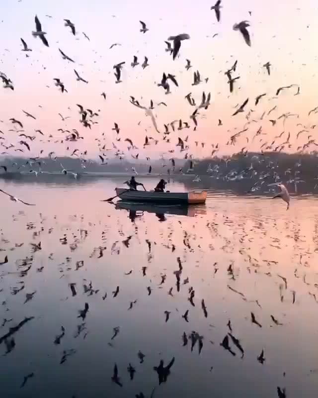 The birds circulating around the boat