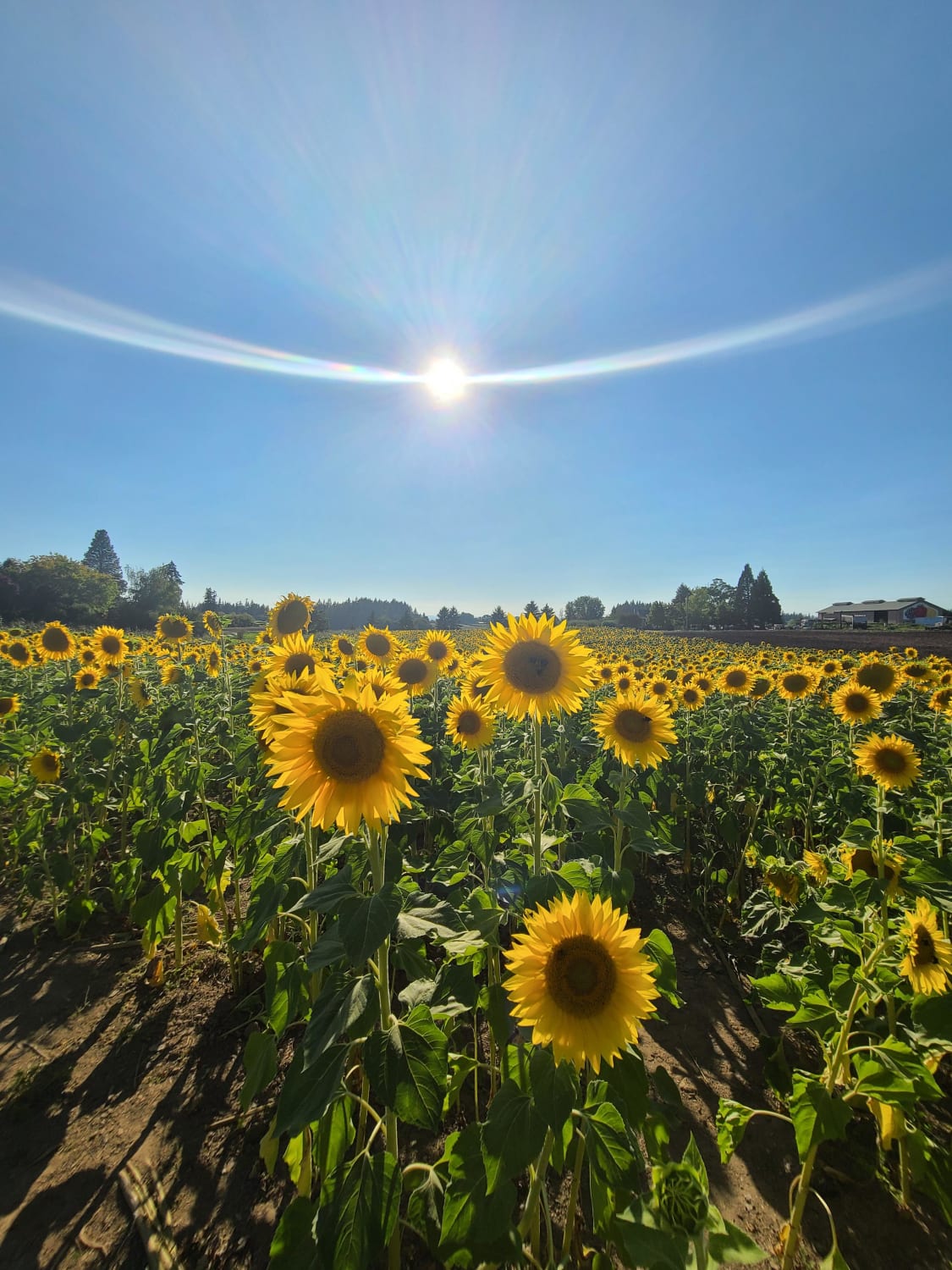 Sunflower Fields. Oregon 2020.