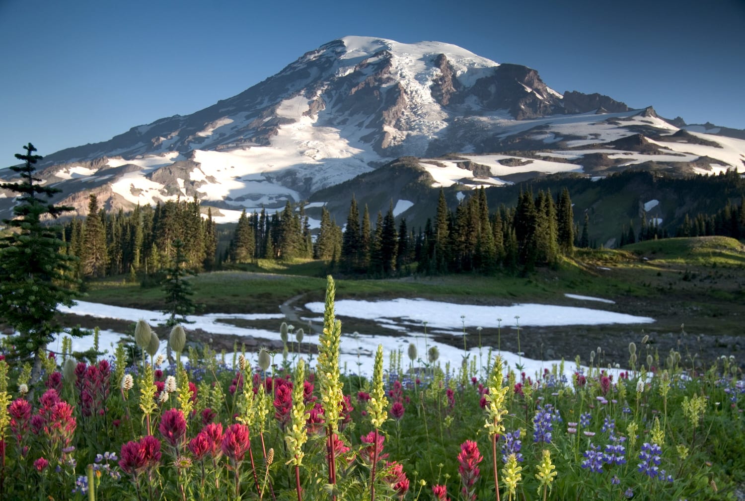 Blooms and Buds: Where to Find the Best National Park Flowers