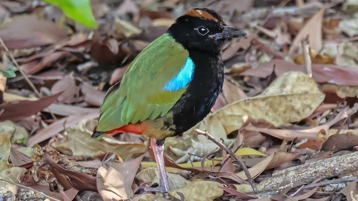 Meet the Rainbow Pitta! A native to parts of northern Australia, it lives in a variety of forest habitats such as monsoon rainforests & gallery forests. It hops about the forest floor foraging through leaf litter to find snacks like snails & spiders. [📸: Brian McCauley, flickr]