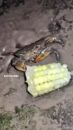 A crab eating corn.