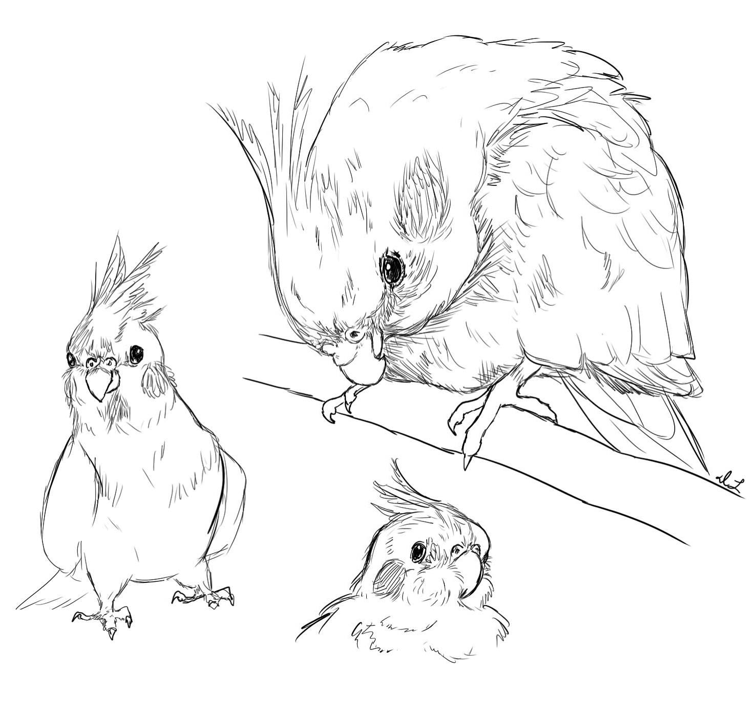 Chunky cockatiels by me