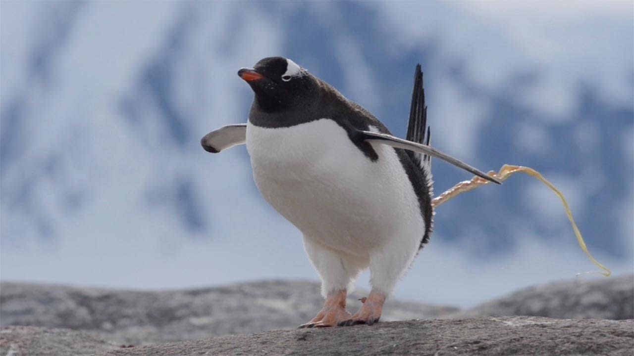 Penguin Accidentally Poops On Friend