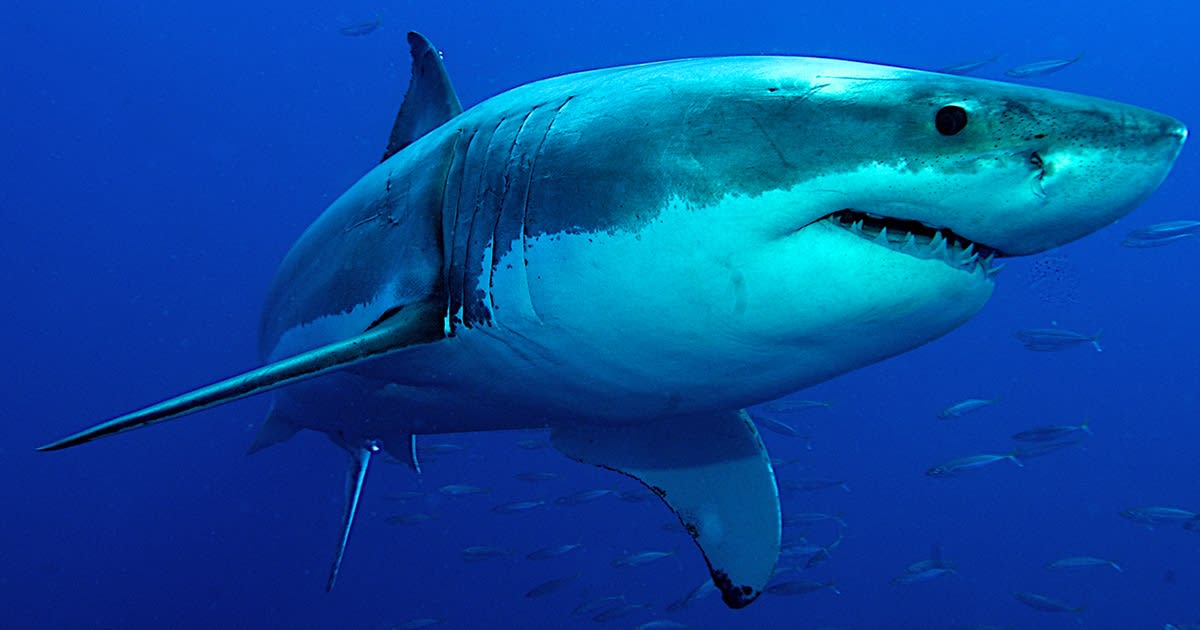 Learn How to Draw a Great White Shark in 7 Simple Steps