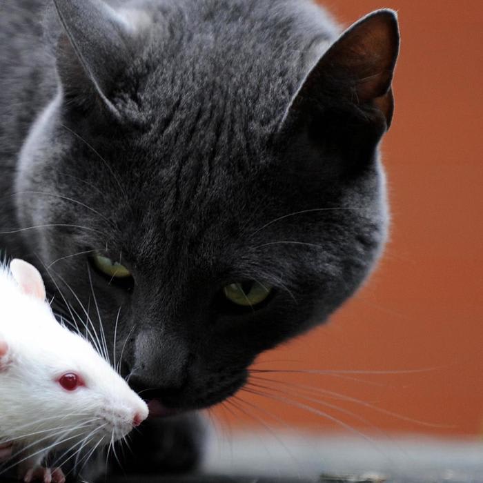 Cats Bad at Nabbing Rats But Feast on Other Beasts