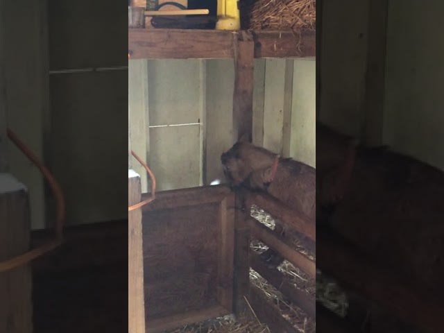 Goat Learns To Open Stable Gate And Frees Themselves And Their Friend - 1188399