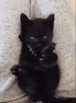 Cat suddenly realizes that it has 4paws