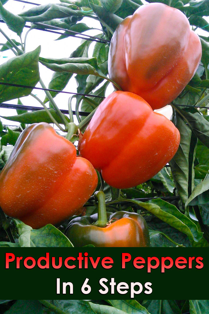 Productive Peppers In 6 Steps - Quiet Corner