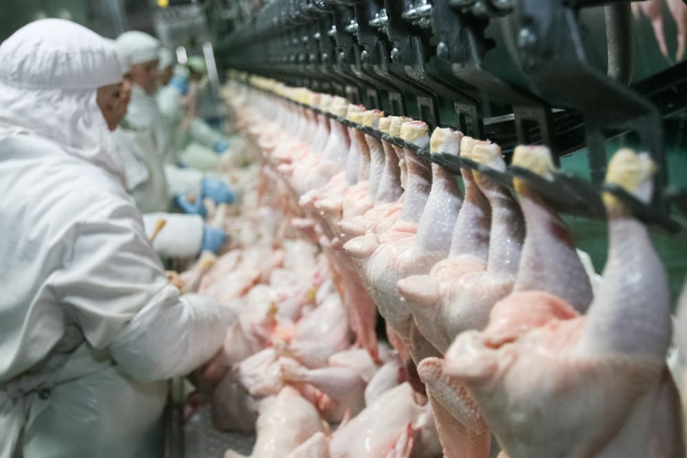 Biden Administration Freezes Proposed Line Speed Increases in Poultry Plants