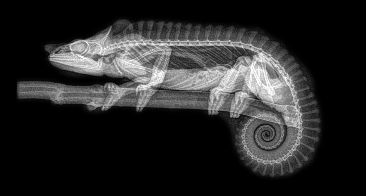 Spooky X-rays reveal the bone structures of @OregonZoo residents