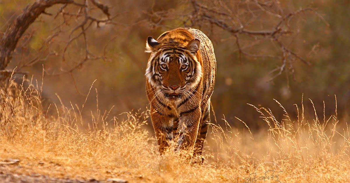 Couple Buys 35 Acres of Land Next to a Tiger Reserve to Let the Forest Expand and Thrive