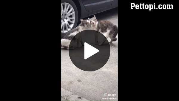 How To Calm An Angry Wife? - Funny Pet Videos - Funny Pets Pictures