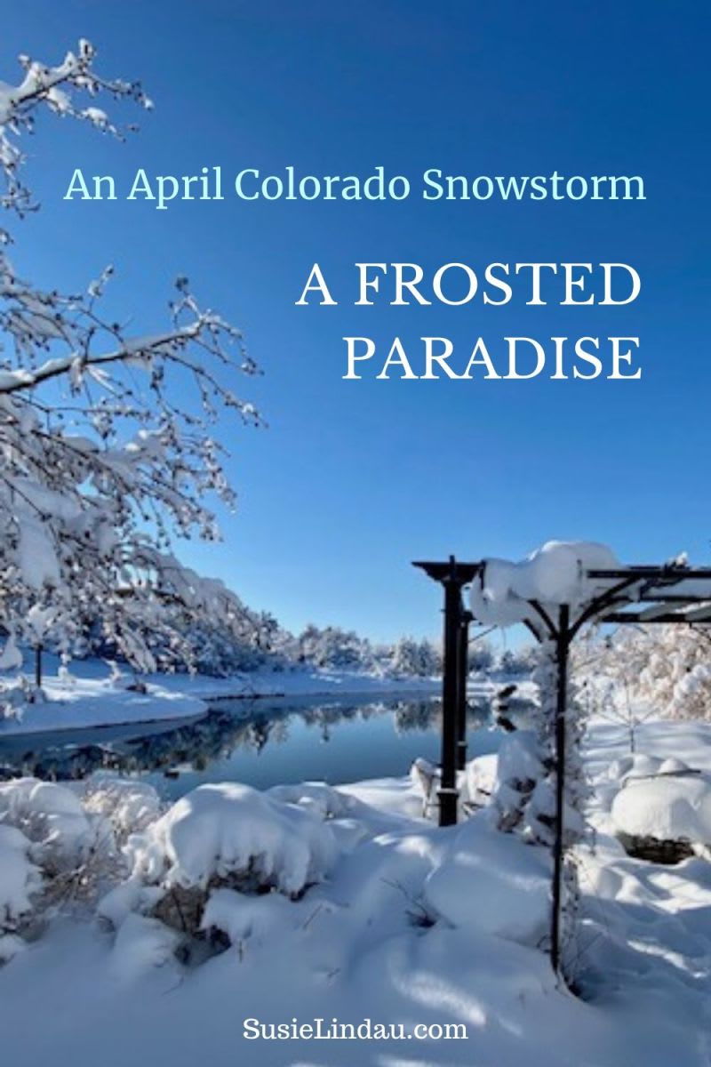 An April Colorado Snowstorm, a Frosted Paradise