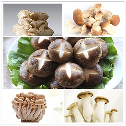 100pcs/bag Mushroom Seeds Funny Succlent Plant Edible Health Veget...