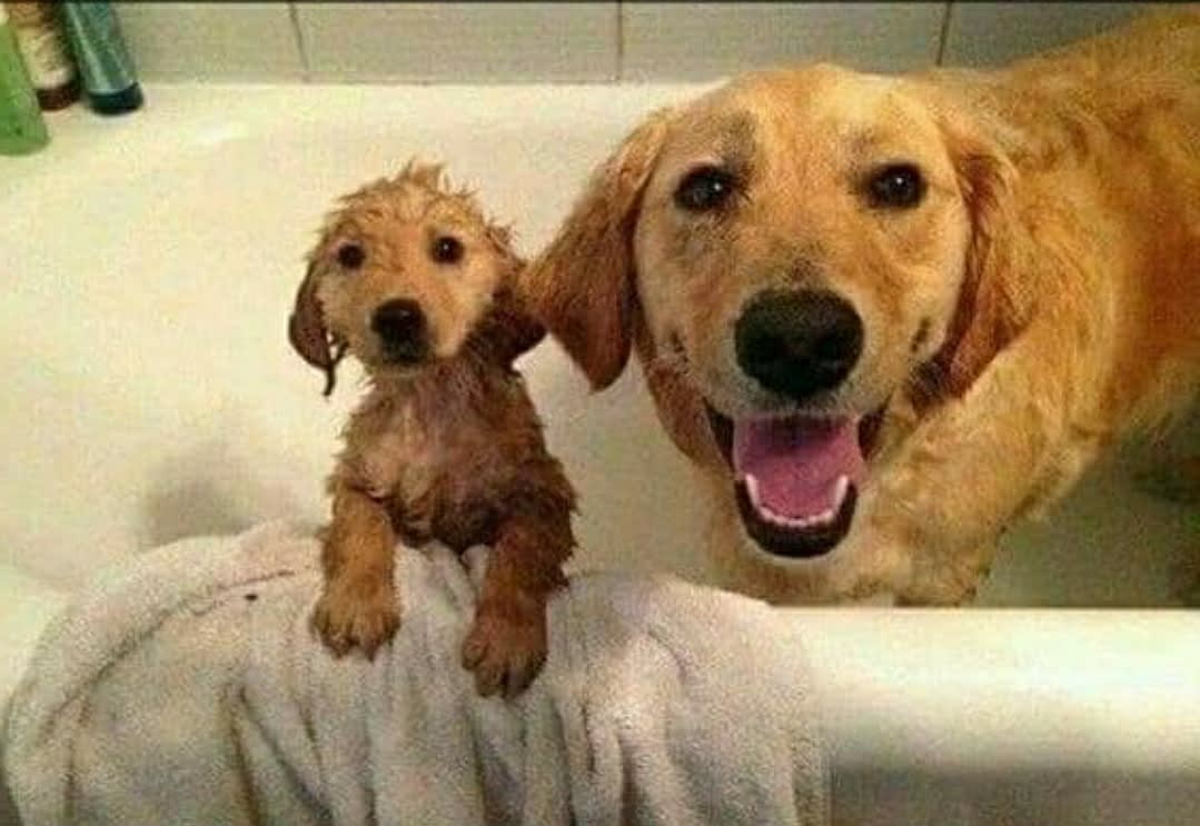 Pupper taking a bath with his mom