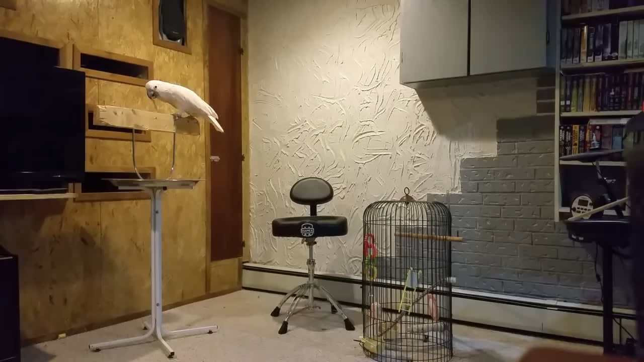 Swearing Parrot Goes Berserk After Owner Destroys Cage
