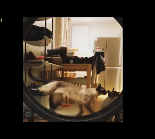 Cats Running One Fast Cat exercise wheel