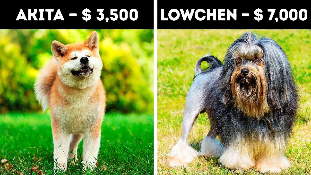 20 Expensive Dogs Only 1% Can Afford