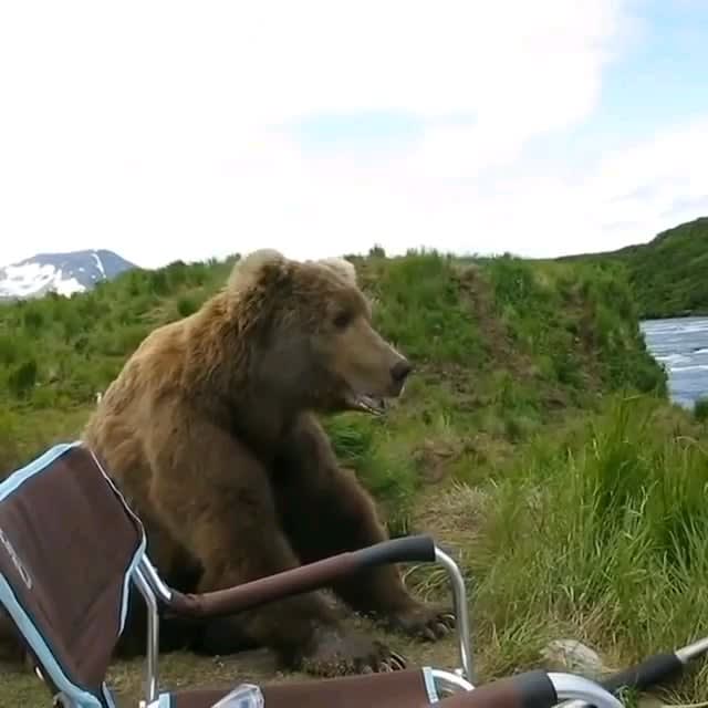 Brown bear takes a seat next to a fisherman