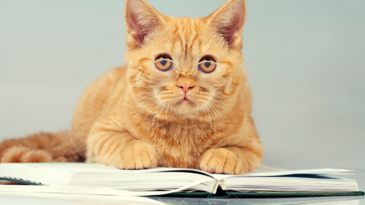 A 1975 Physics Paper Was Co-Authored by a Siamese Cat