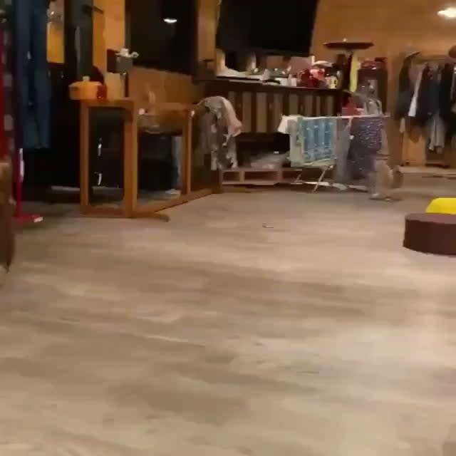 Cute Owl running!