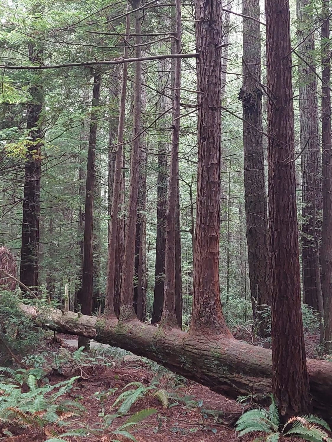 Fallen redwood tree in California gives rise to muliple other trees.